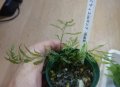 ボルビspギニア（極細葉）水上