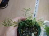 ボルビspギニア（極細葉）水上