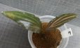 画像1: Cryptocoryne ロザエネルビス水上1株斑ありNo5 (1)