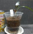 画像2: Cryptocoryne ロザエネルビス水上1株斑ありNo6 (2)