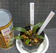 画像1: クリプト ヒューデロイ　カミハタ便 (1)