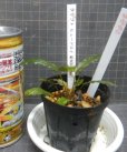 画像2: クリプト ヒューデロイ　カミハタ便 (2)