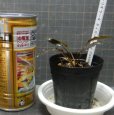 画像2: クリプト ストリオラータ タイガーストライプSEKADAU (2)
