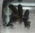 タイ産黒ランチュウ1匹