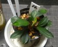 画像1: Bucephalandra sp.ディープブルー　N16 (1)