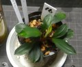 Bucephalandra sp.ディープブルー　N16