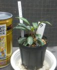 画像1: Bucephalandra sp.ディープブルー　N17 (1)