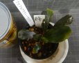 画像1: Bucephalandra sp.ブラウニーメタリックNo14 (1)