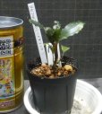 画像2: Bucephalandra sp.ブラウニーメタリックNo14 (2)