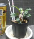 画像2: Bucephalandra sp.ディープブルー　N16 (2)