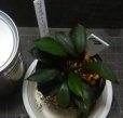 画像2: Bucephalandra sp.ディープブルー　N17 (2)