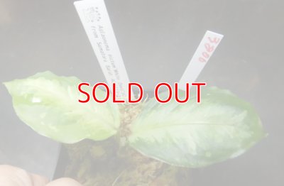 画像1: ホワイトデビル　現品委託販売　