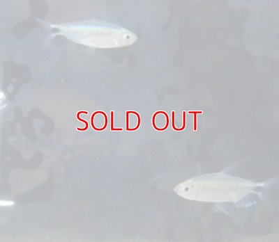 画像1: ブルーダイヤモンドコンゴテトラ WILDベア