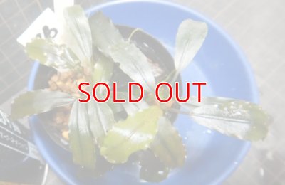 画像1: Bucephalandra sp.タグ落ち　16