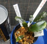 Bucephalandra sp.ブラウニーメタリック14