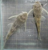 ホワイトクプープレコ1匹