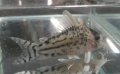コリドラス プルケールワイルド1匹