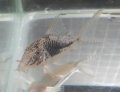 コリドラス サラレエンシスBr1匹