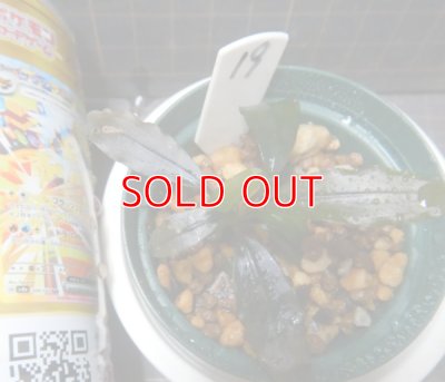 画像1: Bucephalandra sp.タグ落ち　19