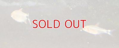 画像1: ハイフェソブリコン・ペウゲオッティ東南Br　1匹　