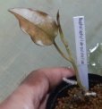 画像2: Nephelaphyllum-pulchellum　 (2)