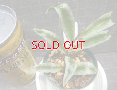 画像1: ミクロspホワイトエッジ Bentong産No2