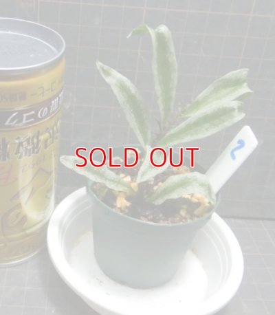 画像2: ミクロspホワイトエッジ Bentong産No2