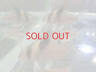 画像1: コリドラス・ハイフィンブレビロストリス1匹