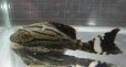 画像1: グリーンロイヤルプレコ　1匹（wildコロンビア）約11cm (1)