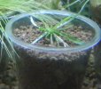 画像2: ロックプランツspカンボジアグリーンタイプ子株 (2)