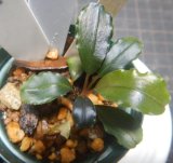 Bucephalandra sp.ダークブルーNo25