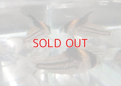 画像3: コリドラスコルレアブリード　ペア