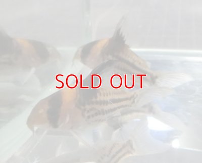 画像2: コリドラスコルレアブリード　ペア