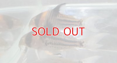 画像1: コリドラスコルレアブリード　ペア