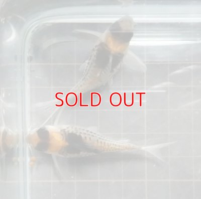 画像4: コリドラスコルレアブリード　ペア