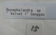画像1: bucephalandra sp " Velvet 1" Sanggau　No15　現品委託販売 (1)