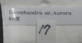Bucephalandra sp."Aurora"　No17　現品委託販売