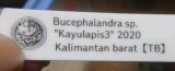 Buce sp. Kayulapis3  2020・11　TB 　A3　委託販売