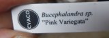Bucephalandra sp.ピンクバリエガータA1　委託販売