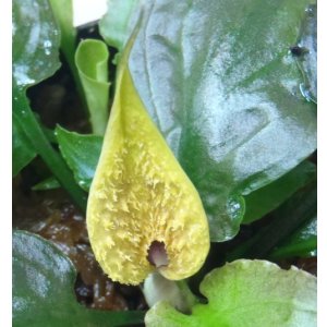 画像: sp Lingga 8 Spathe　ただ今増殖待ち