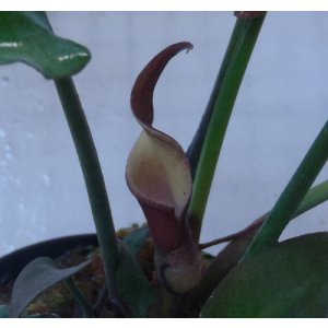 画像: Sinkil Aceh Sumatera紫花（240610)　ただ今増殖待ち