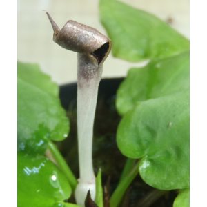 画像: エリプチカ　ただ今増殖待ち