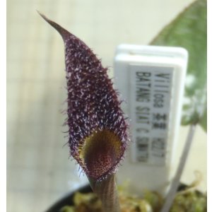 画像: Villosa　緑葉　BATANG SIAT C.SUMATRA　ただ今増殖待ち