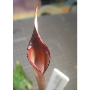 画像: xpurpurea VARBORNOENSIS H25/7/5　ただ今増殖待ち