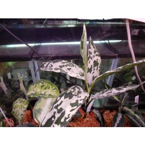 画像: スーパーヒカル　子株