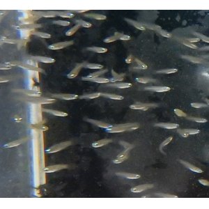 画像: アフリカランプアイ （ブリード）5匹（再入荷）