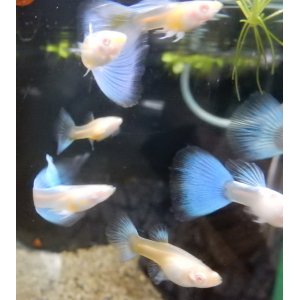 画像: 国産RREAアクアマリンネオンテール(トパーズ)ペア