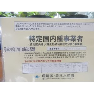 画像: 特定国内種販売許可書？