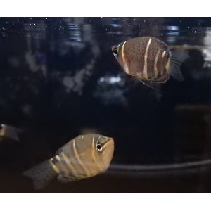 画像: チョコレートグラミー1匹