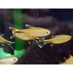 画像: シルバーチップテトラ（ハセマニア）5匹